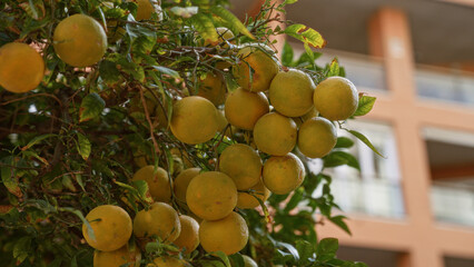 Orange tree in murcia, spain with ripe citrus fruits contrasting against an urban apartment background, showcasing mediterranean agriculture.