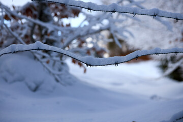 Barbed Wire Fence in Frozen Nature