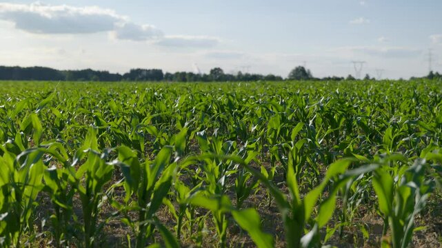 Corn field at noon