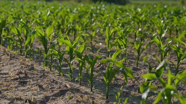 Corn field at noon