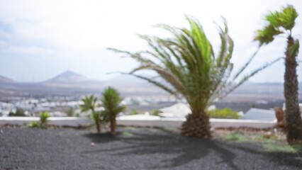 Fototapeta premium Defocused outdoor scene in lanzarote, spain, showing blurred palm trees and landscape with clear sky and bokeh effect