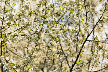 Branches with blooming white flowers of a fruit tree in an orchard