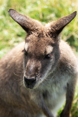 Cute fluffy wallaby in the park. Marsupial mammals. Australia