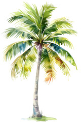 Obraz premium Royal palm tree watercolor painting isolated on transparent background.