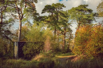 Obraz premium autumn in the forest