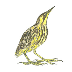 European bittern. Realistic illustration of a bird. Scientific illustration. Pencil drawing of a bird. Isolated on white background