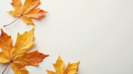Autumnal Leaves Arranged on a Light Background, Perfect for Seasonal Designs and Projects