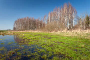 Wet meadow and small forest view on a sunny spring day, Zarzecze, Poland