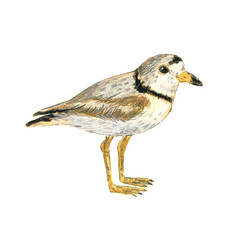 Realistic scientific illustration of a bird. Piping plover. Pencil drawing. Isolated on white background