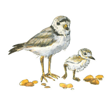 Realistic scientific illustration of an adult bird and a chick. Piping plover. Pencil drawing. Isolated on white background