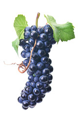 Grapes isolated on white