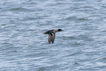 Male Eurasian Teal (Anas crecca) - Common in wetlands, photographed at Bull Island, Dublin, Ireland