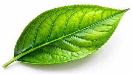 Fresh Green Tea Leaf Silhouette PNG - Organic Tea Plant Silhouette on White Background