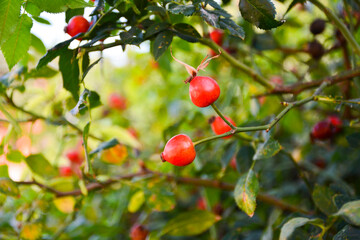 Red rosehip berries on the branches. Atmospheric autumn still life with dog-rose berries. Fresh berries of rosehip on a bush on late Fall
