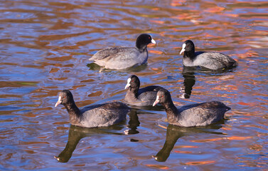 A flock of flock of waterfowl ducks on a lake in the last rays of the winter sun....