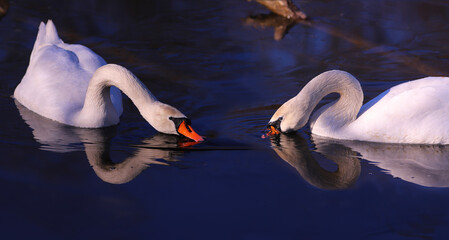 Mirror reflection of a pair of swans from blue water....