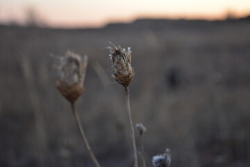Dried cornflower against a blurred background. Dried herbs in the meadow in the twilight.