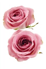 Fototapeta premium Pink roses on a white surface, a symbol of love and appreciation