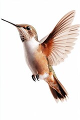 Obraz premium A vibrant hummingbird captured mid-flight on a white background, showcasing intricate details of its colorful feathers.