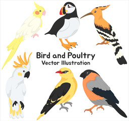Bird and Poultry Vector Illustrations Unique Birds Including Parrot Puffin Hoopoe and Cockatoo in Colorful Cartoon Style for Decorative and Educational Purposes