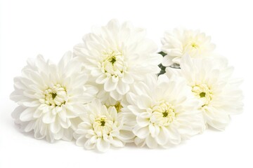 A bunch of white flowers arranged on a white surface, great for decoration or design