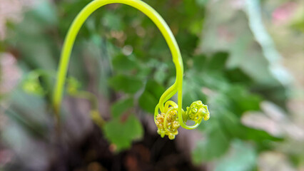 Young shoot of fern close up on green background. selective focus
