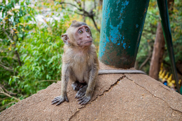 un macaque auu début de l'ascension du Tiger Cave Temple à Krabi, Thaïlande