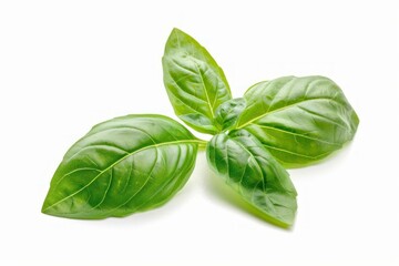 Obraz premium Fresh basil leaves isolated on white background, forming a natural and aromatic ingredient for delicious dishes