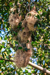 A tree with nests on it