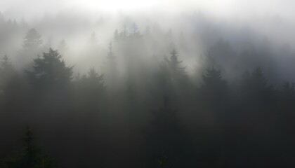 Fototapeta premium Dense Foggy Forest in the Early Morning with Sunlight Filtering Through Trees