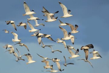 Flock of gulls in flight