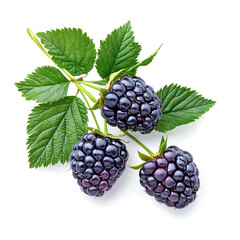 Black berry Marionberry, isolated on a white background