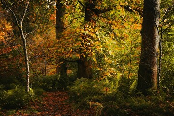 Obraz premium autumn in the forest