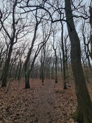 Obraz premium Plänterwald Forest in Winter In Berlin