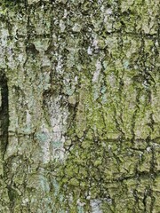 minimalistic background / wall paper design - close up photography of tree bark