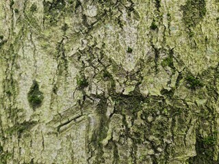 minimalistic background / wall paper design - close up photography of tree bark
