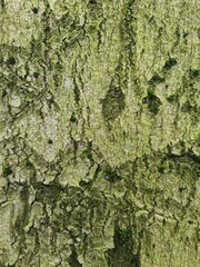 minimalistic background / wall paper design - close up photography of tree bark