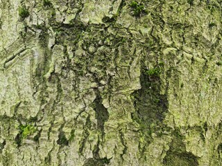 minimalistic background / wall paper design - close up photography of tree bark