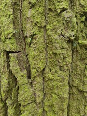 minimalistic background / wall paper design - close up photography of tree bark