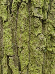 minimalistic background / wall paper design - close up photography of tree bark
