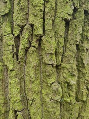 minimalistic background / wall paper design - close up photography of tree bark
