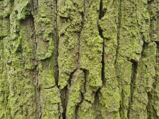minimalistic background / wall paper design - close up photography of tree bark