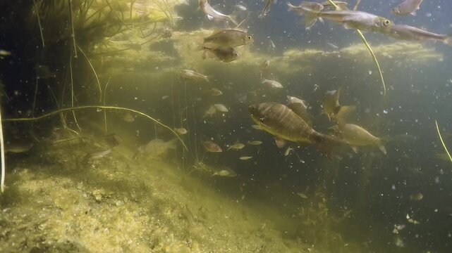 Underwater video with a school of Crucian carp (Carassius carassius) swimming together with Bitterling (Rhodeus Amarus) and Stone moroco (Pseudorasbora parva) in a beautiful lake habitat. Nature light