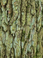 minimalistic background / wall paper design - close up photography of tree bark