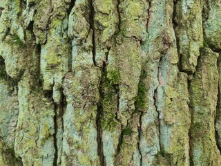 minimalistic background / wall paper design - close up photography of tree bark