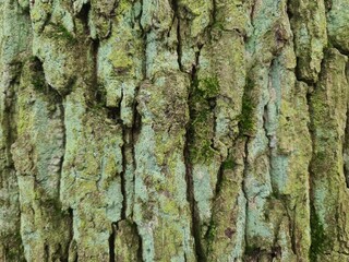 minimalistic background / wall paper design - close up photography of tree bark
