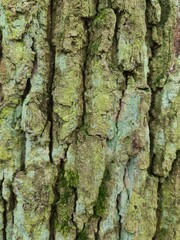 minimalistic background / wall paper design - close up photography of tree bark