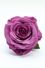 Fototapeta premium A single purple rose on a white background