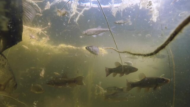 Underwater video with a school of Tench (Tinca tinca) swimming together with Bitterling (Rhodeus Amarus) in a beautiful lake habitat. 
