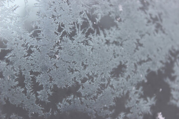 The photo captures delicate and intricate snowflakes, each uniquely crafted with its geometric patterns. They gently settle on a pristine blanket of soft snow, evoking a sense of fragility and purity.